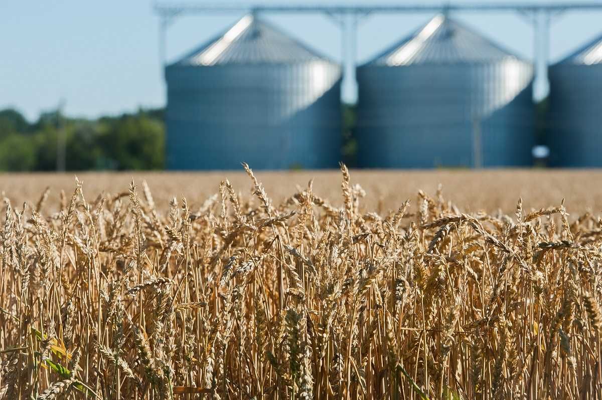 Skup zboża koszenie zbóż odbiór z pola płatność gotówka szybki przelew