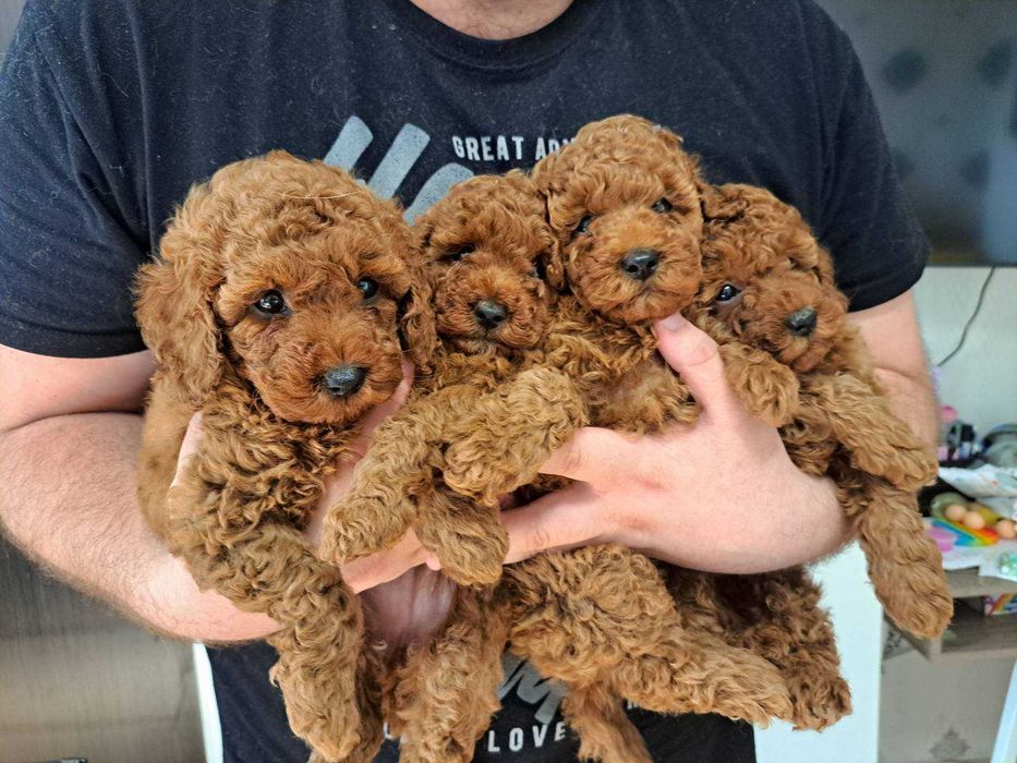 Щенки породы той пудель