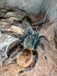 Chromatopelma cyaneopubescens L2