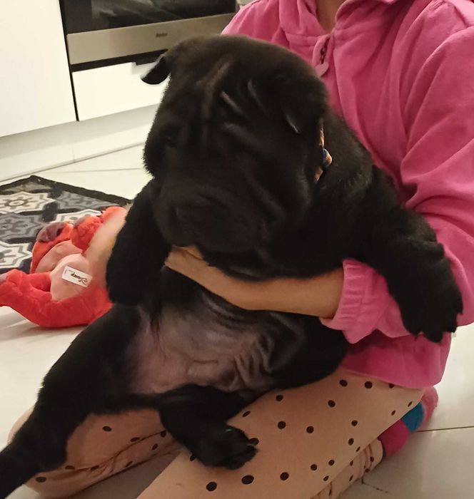 Shar Pei z rodowodem