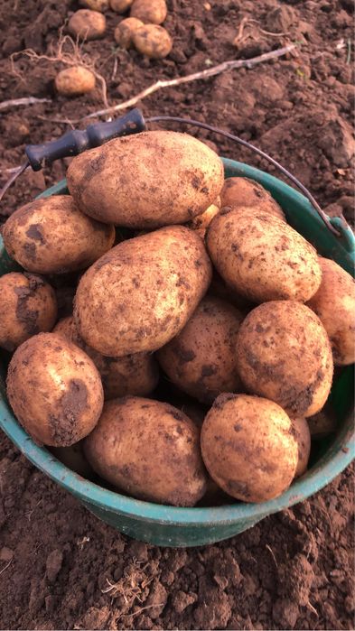 Ziemniaki Denar – świeże, smaczne, worek 15 kg (30 zł)