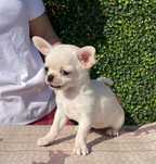 Chihuahua MINI pies  FCI