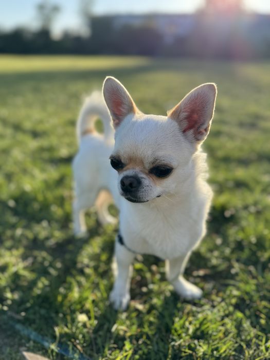 Вʼязка чихуахуа