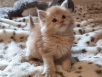 Maine coon kotka biszkoptowa