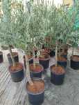 Oliveiras de ornamentação