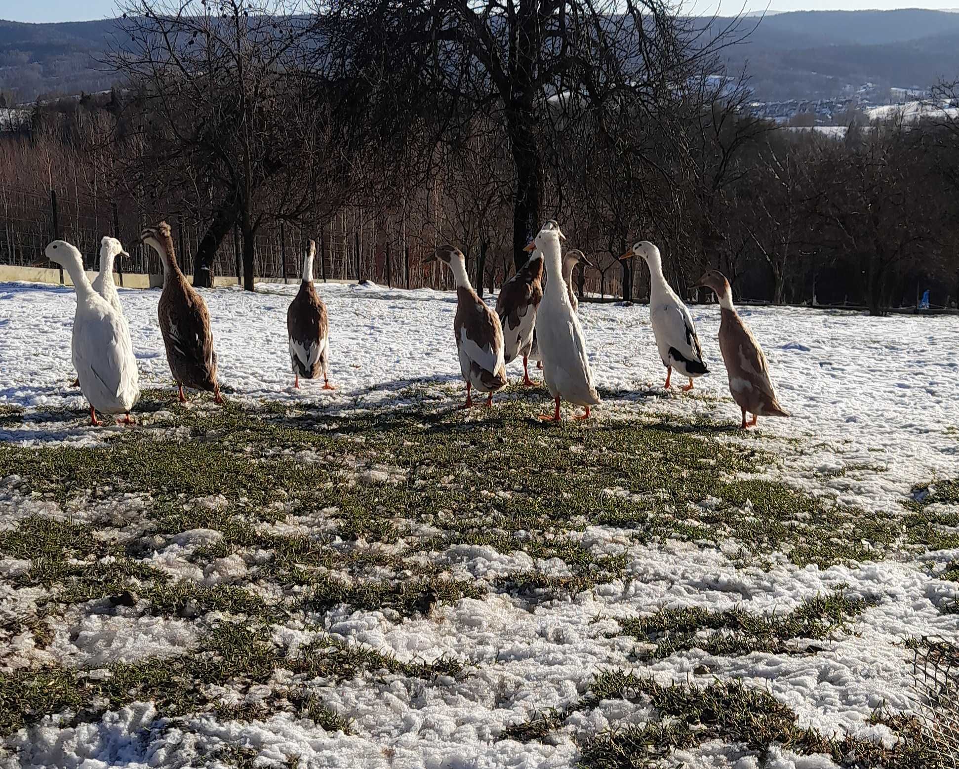 Biegusy - jaja piękne kolory. Jaja biegusów .