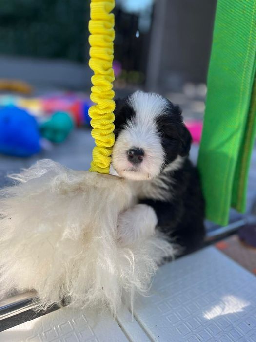 Bearded Collie FCI - piesek