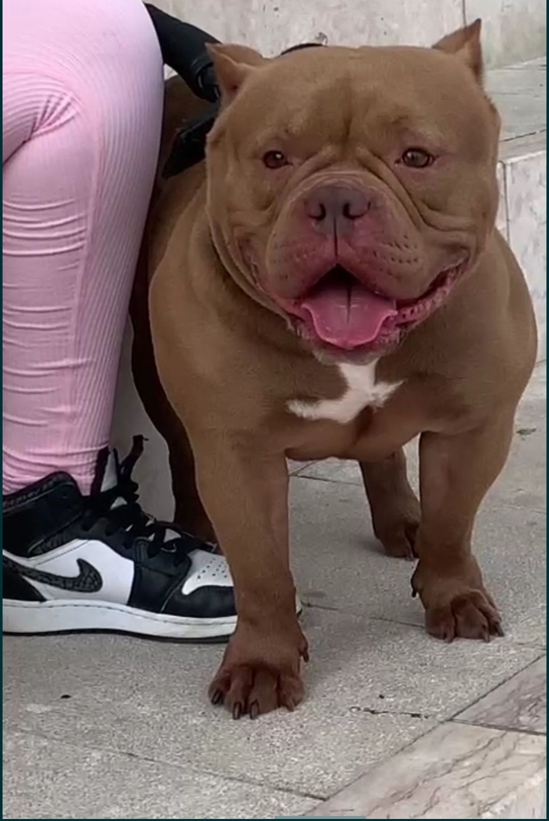 American bully Poket disponível para montas