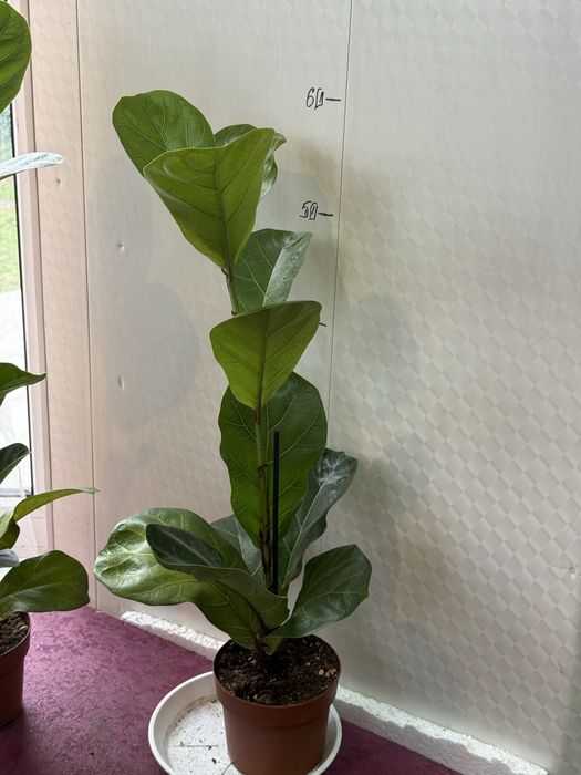 Фікус лірата  кімнатні рослини