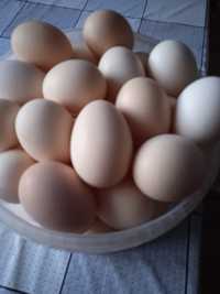 Sprzedam nadwyżki jaj wiejskich