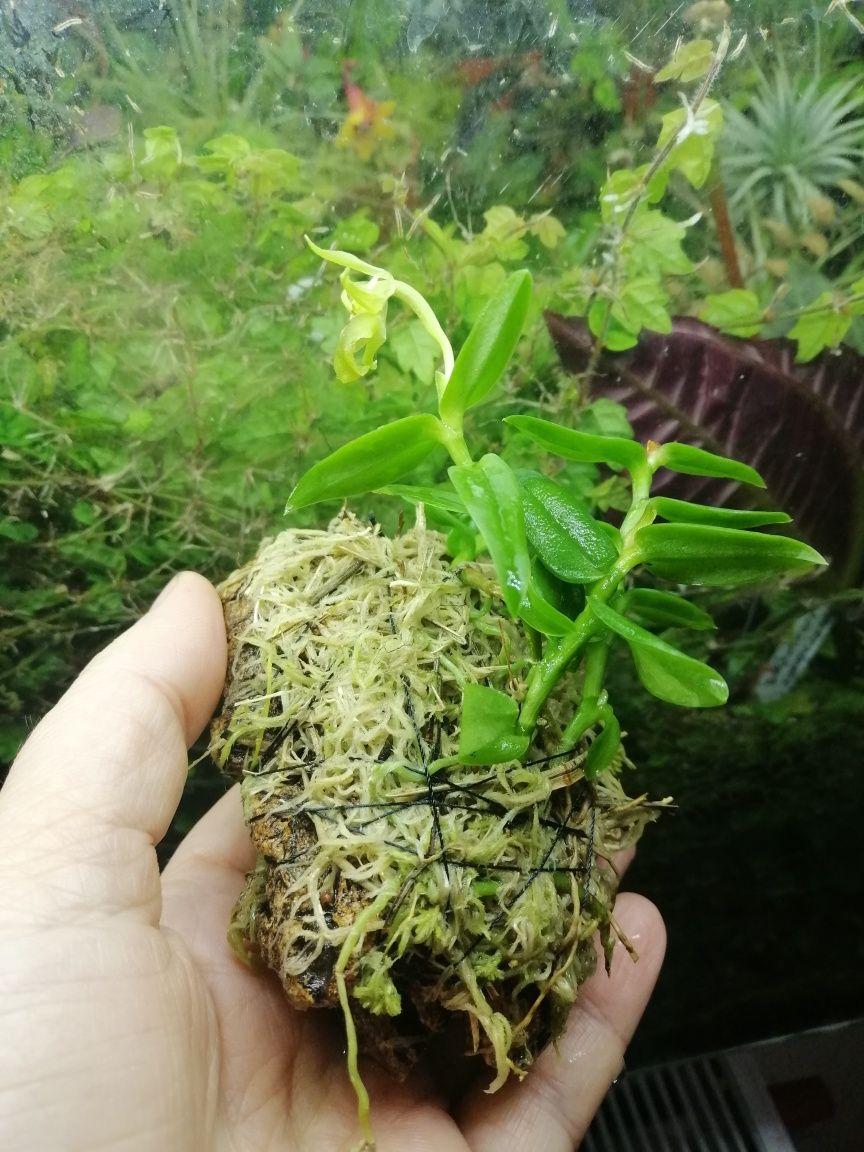 Мініатюрна орхідея Epidendrum porpax Alba