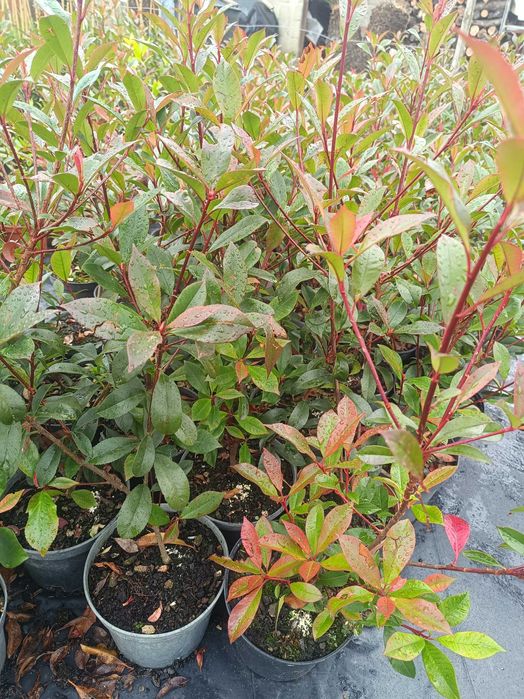 Photinia/ fotinia para jardim