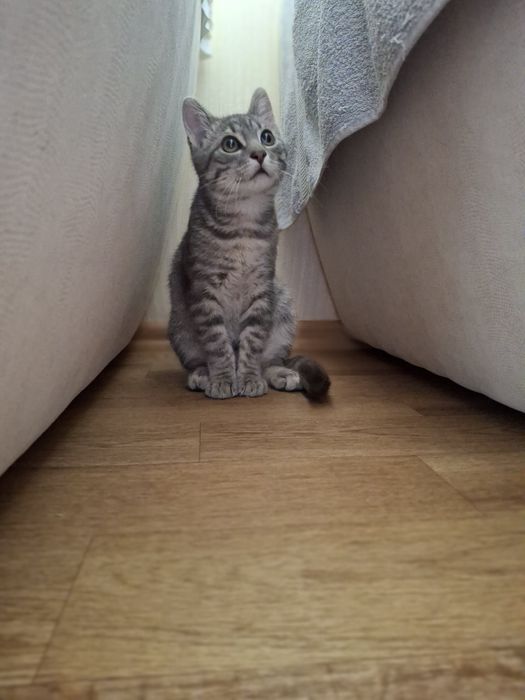 Кастрированный котёнок мальчик ищет дом! Котята! Отдам в хорошие руки