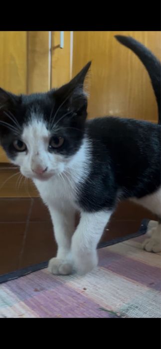 Ofereço gatinhos - Gatinhos para adoccão