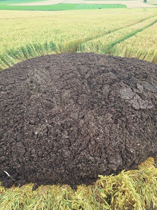 Pomiot kurzy, kurzak, obornik, bobek bez słomy