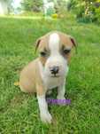 Szczeniaki American Stafodshire Terrier Amstaff