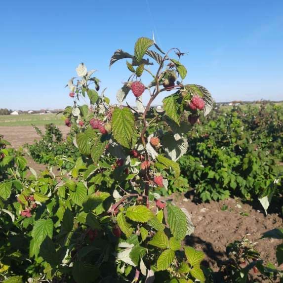 Sadzonki malin - letnie i jesienne  / Wysylka