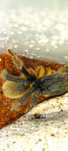 Monocentropus balfouri dorosły samiec adult pająk ptasznik