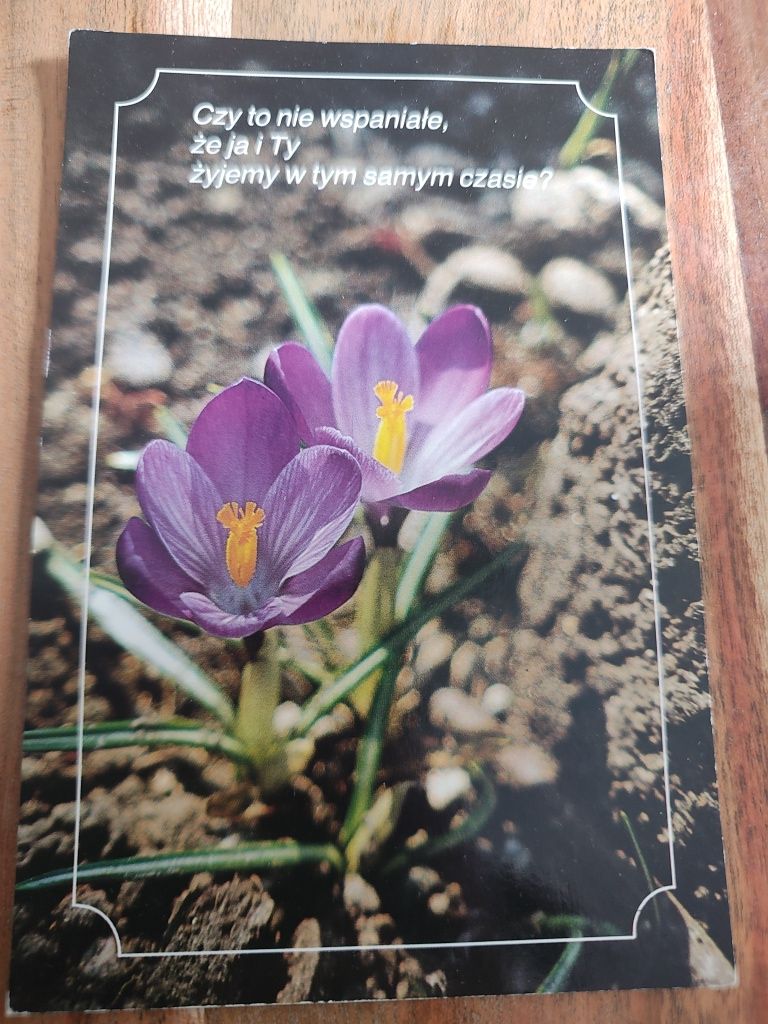 5 pocztówek i 1 kartka pocztowa z aforyzmami vintage