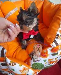 York samiec Yorkshire terrier mini śliczny