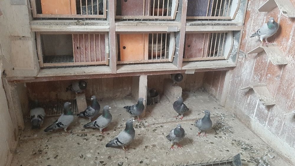 Gołębie pocztowe sprzedam