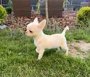 Chihuahua ZKwP ( FCI)