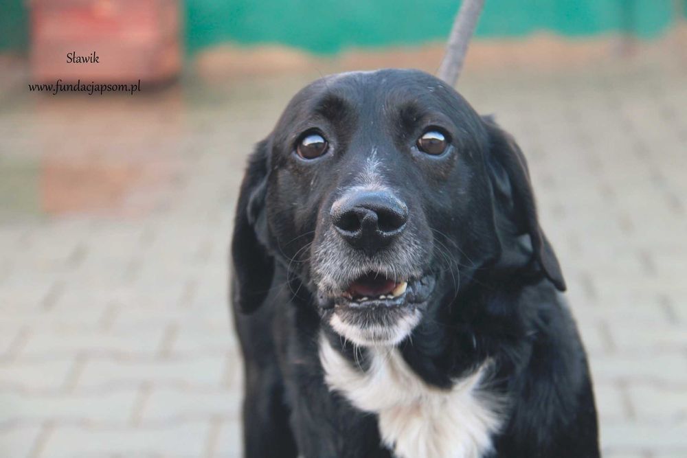 Sławik szuka właściciela