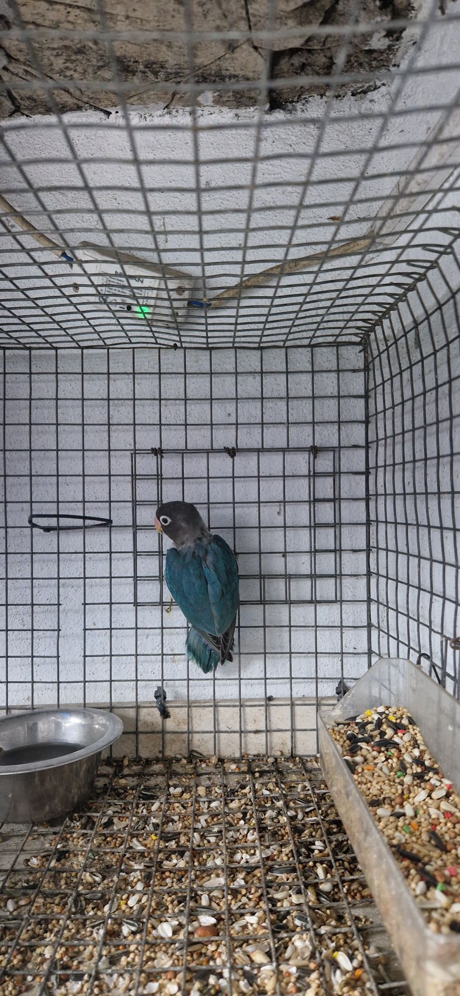 Vendo  Agapornis personata