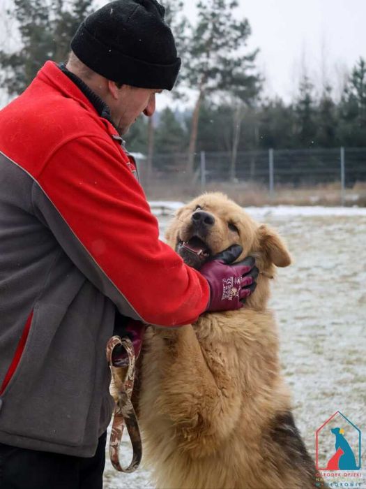 Piękny, duży, wrażliwy pies - zagubiony w schronisku - adoptuj