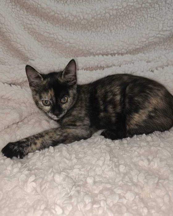 Setúbal / Margem Sul / Lisboa — LALA, gatinha para adoção