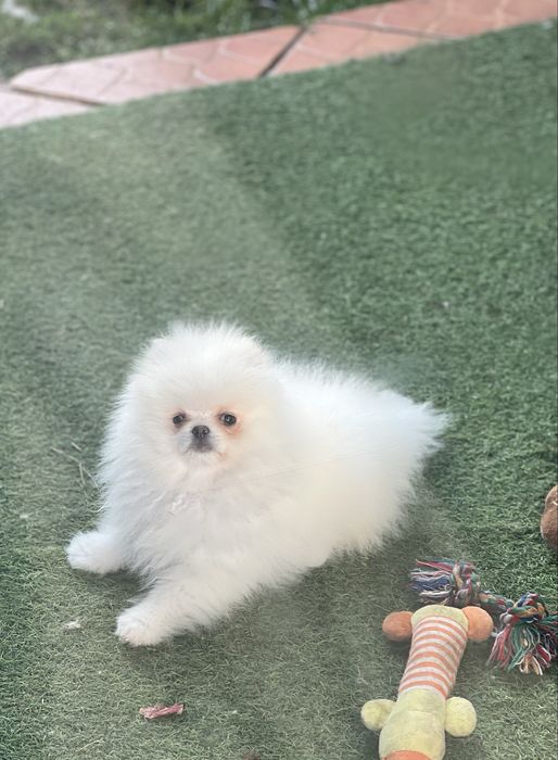 Suczka szczenie pomeranian szpic miniaturowy FCI
