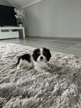 Cavalier King Charles spaniel