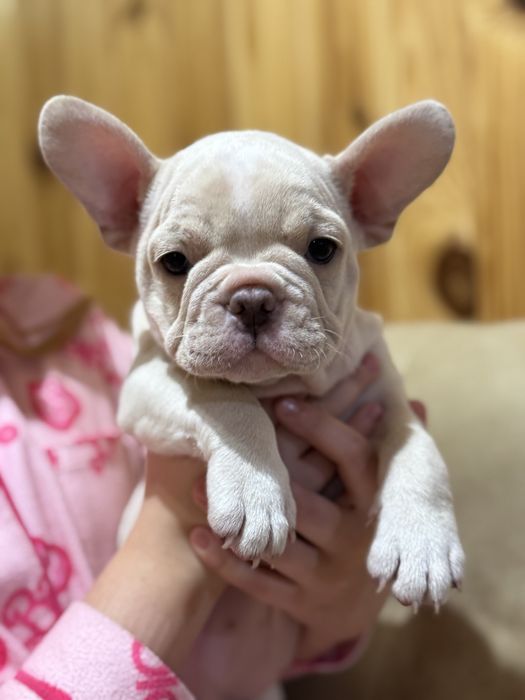 Девочка , 2 мес 7.10.2025