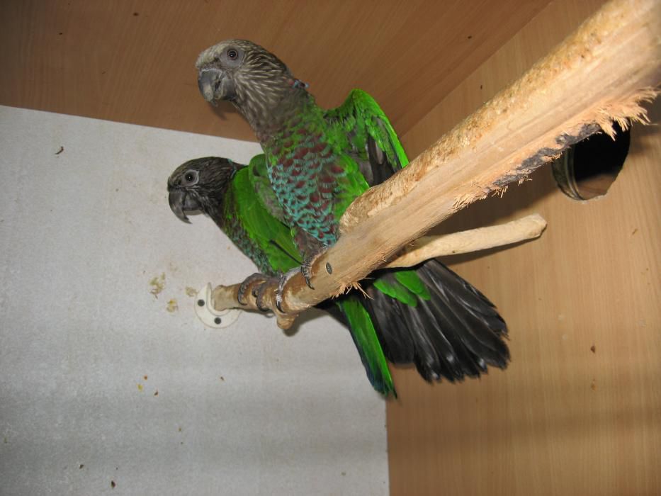 Веерные попугаи пара
