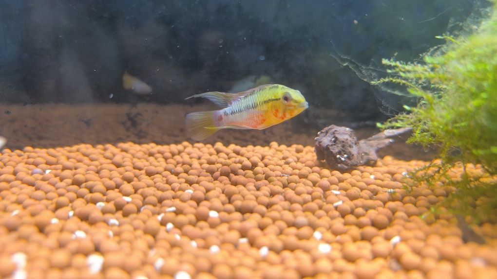 Apistogramma Hongsloi