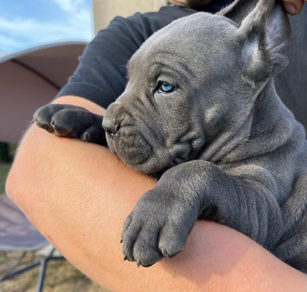 Cane Corso wzorowa suczka