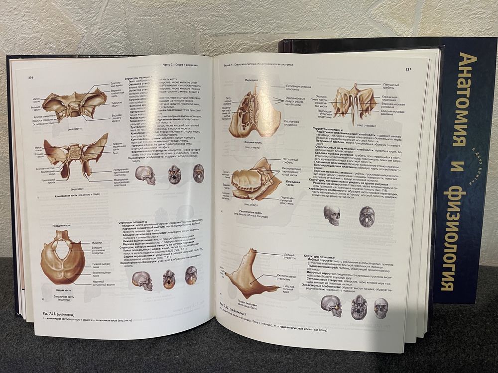 Анатомия и физиология 2 тома