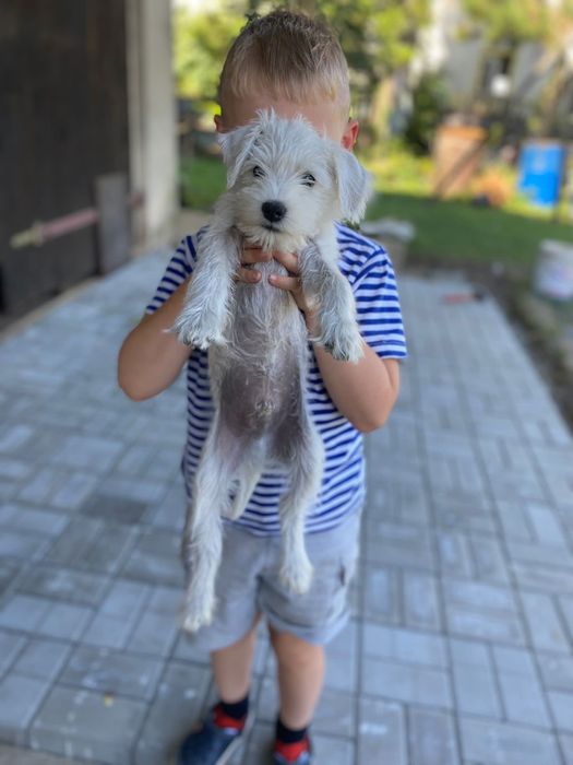 sznaucer miniaturowy miniatura sznupek biały samiec sunia suczka pies