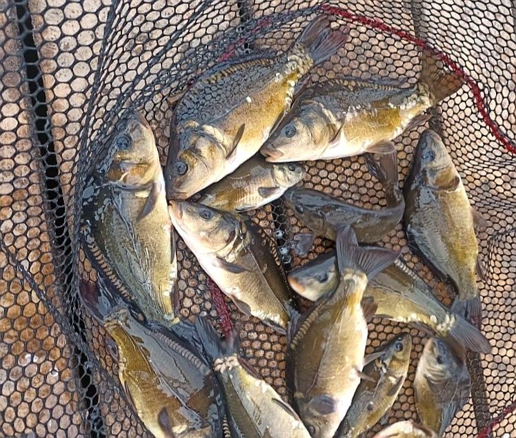 Karp kroczek 15-20cm cm Dostępny, Jesiotr, węgorz, Lin, Amur