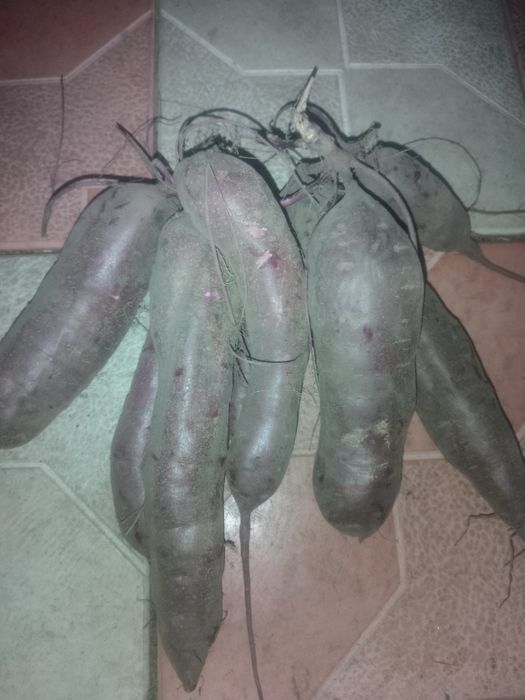 Продам батат різних сортів 70грн/кг