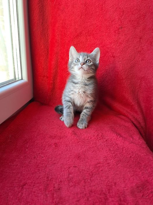 Мега красивый шотландский мальчик