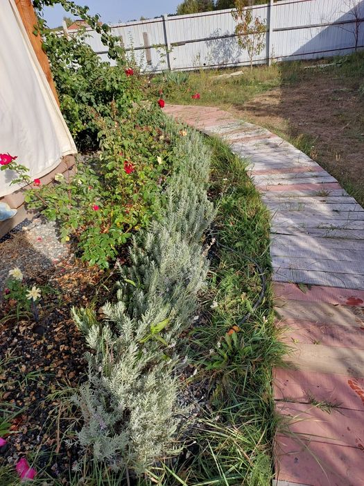 Лаванда букет сушена