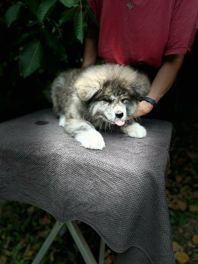 Akita inu-samiec z metryką ZKwP