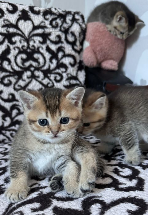 Котята золотая шиншилла