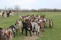 Кози козенята Англонубійської породи