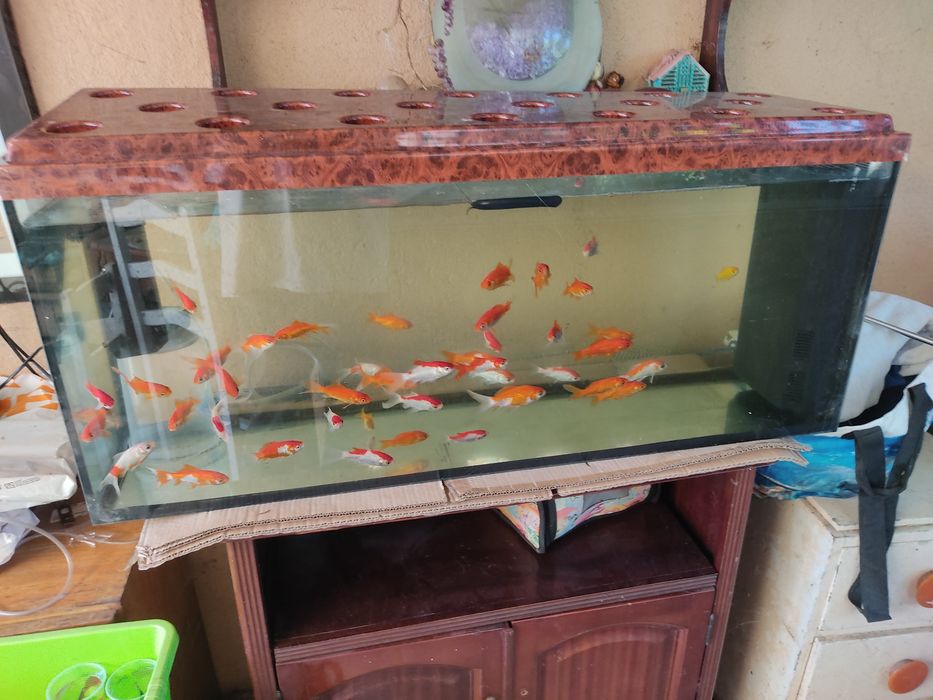Aquário 100L aprx tampa