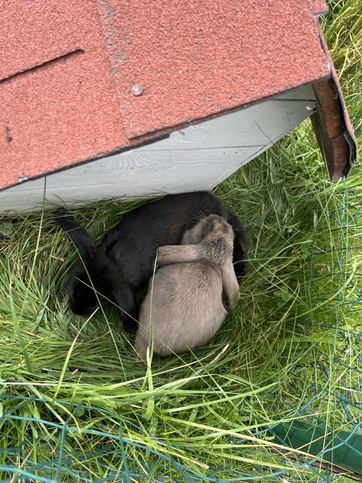 Króliki baran francuski