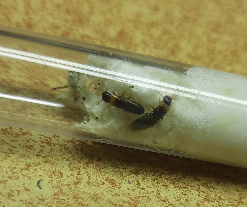 Termity ! Para królewską termitów- Kalotermes flavicollis