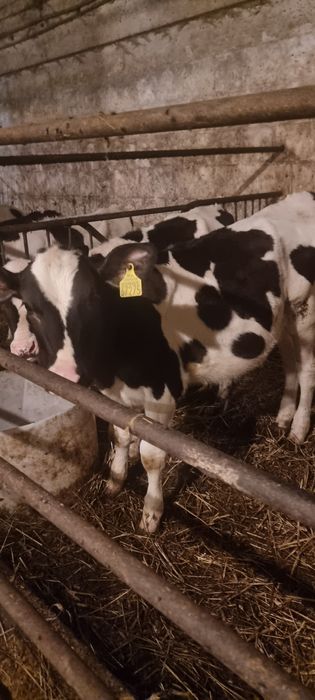 Sprzedam 6 cieliczek