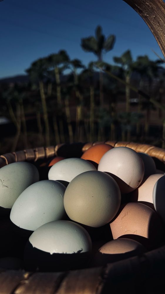 Ovos de galinha caseira